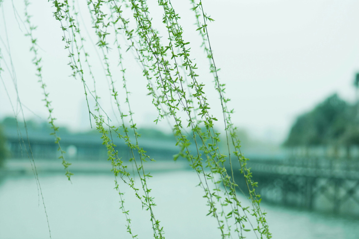 拂堤杨柳醉春烟 - 旅行, 色彩, 风光 - 坐看云起648 - 图虫摄影网