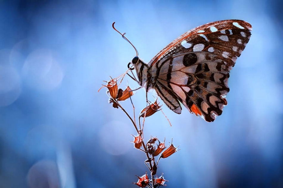 叹为观止!令人惊艳的动物微距摄影作品
